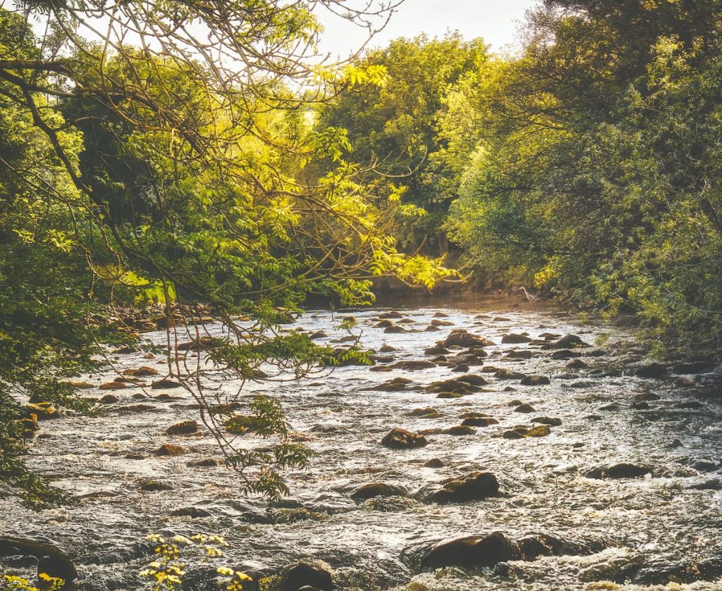 Rivière peu profonde avec des rochers, entourée d'arbres verdoyants et baignée par une lumière dorée, créant une ambiance paisible et naturelle.